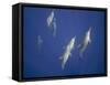 Spinner Dolphins-DLILLC-Framed Stretched Canvas