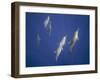 Spinner Dolphins-DLILLC-Framed Photographic Print