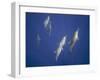 Spinner Dolphins-DLILLC-Framed Photographic Print