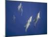 Spinner Dolphins-DLILLC-Mounted Photographic Print