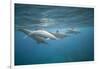 Spinner Dolphins-DLILLC-Framed Photographic Print