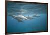 Spinner Dolphins-DLILLC-Framed Photographic Print