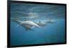 Spinner Dolphins-DLILLC-Framed Photographic Print