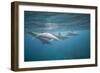 Spinner Dolphins-DLILLC-Framed Photographic Print