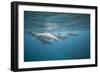 Spinner Dolphins-DLILLC-Framed Photographic Print