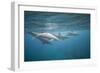 Spinner Dolphins-DLILLC-Framed Photographic Print