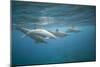 Spinner Dolphins-DLILLC-Mounted Photographic Print