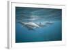 Spinner Dolphins-DLILLC-Framed Photographic Print