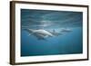 Spinner Dolphins-DLILLC-Framed Photographic Print