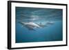 Spinner Dolphins-DLILLC-Framed Photographic Print