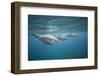 Spinner Dolphins-DLILLC-Framed Photographic Print