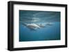 Spinner Dolphins-DLILLC-Framed Photographic Print