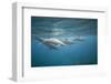 Spinner Dolphins-DLILLC-Framed Photographic Print