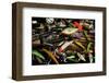 Spinning Fishing Lures-null-Framed Art Print