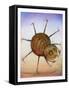 Spinning Spider-Wayne Anderson-Framed Stretched Canvas