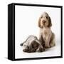 Spinone Puppies X2-null-Framed Stretched Canvas