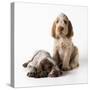 Spinone Puppies X2-null-Stretched Canvas