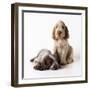 Spinone Puppies X2-null-Framed Photographic Print