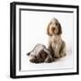 Spinone Puppies X2-null-Framed Photographic Print