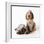 Spinone Puppies X2-null-Framed Photographic Print