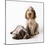 Spinone Puppies X2-null-Mounted Photographic Print