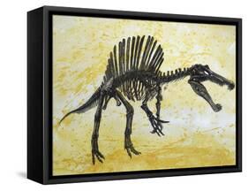 Spinosaurus Dinosaur Skeleton-Stocktrek Images-Framed Stretched Canvas