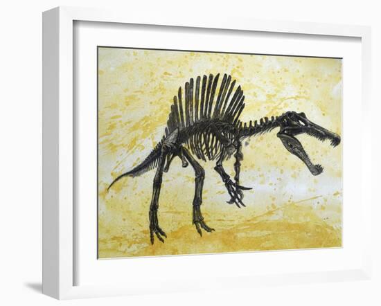 Spinosaurus Dinosaur Skeleton-Stocktrek Images-Framed Art Print