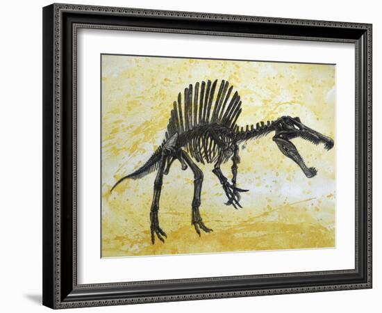 Spinosaurus Dinosaur Skeleton-Stocktrek Images-Framed Art Print