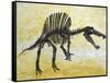 Spinosaurus Dinosaur Skeleton-Stocktrek Images-Framed Stretched Canvas