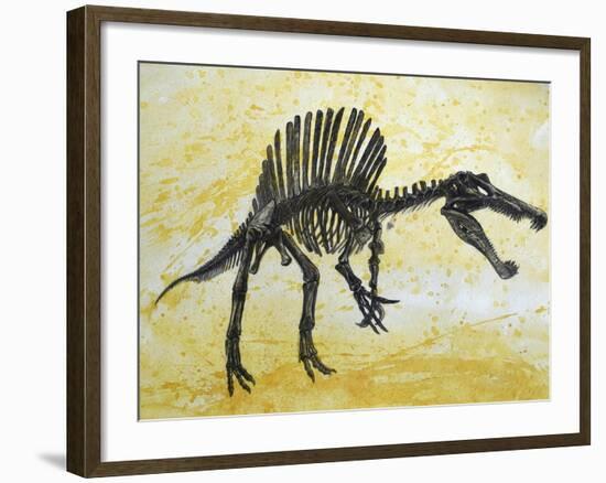 Spinosaurus Dinosaur Skeleton-Stocktrek Images-Framed Art Print