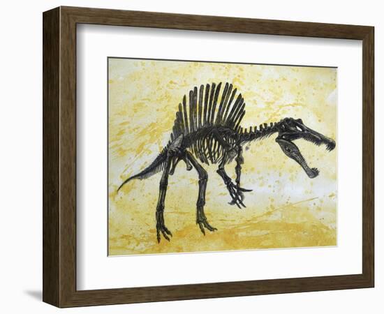 Spinosaurus Dinosaur Skeleton-Stocktrek Images-Framed Art Print