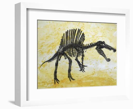 Spinosaurus Dinosaur Skeleton-Stocktrek Images-Framed Art Print