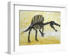 Spinosaurus Dinosaur Skeleton-Stocktrek Images-Framed Art Print