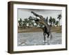 Spinosaurus Dinosaur Walking in Water and Feeding on Fish-null-Framed Art Print