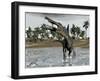 Spinosaurus Dinosaur Walking in Water and Feeding on Fish-null-Framed Art Print