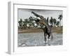 Spinosaurus Dinosaur Walking in Water and Feeding on Fish-null-Framed Art Print