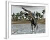 Spinosaurus Dinosaur Walking in Water and Feeding on Fish-null-Framed Art Print