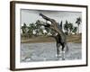 Spinosaurus Dinosaur Walking in Water and Feeding on Fish-null-Framed Art Print