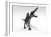 Spinosaurus Dinosaur, White Background-null-Framed Art Print