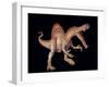 Spinosaurus Dinosaur-Joe Tucciarone-Framed Photographic Print