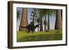 Spinosaurus Hunting Along the Edge of a Swamp While a Pair of Eurohippus Graze Nearby-null-Framed Art Print