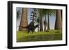 Spinosaurus Hunting Along the Edge of a Swamp While a Pair of Eurohippus Graze Nearby-null-Framed Art Print