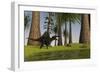 Spinosaurus Hunting Along the Edge of a Swamp While a Pair of Eurohippus Graze Nearby-null-Framed Art Print
