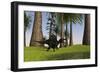 Spinosaurus Hunting Along the Edge of a Swamp-null-Framed Art Print