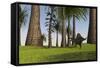 Spinosaurus Hunting Along the Edge of a Swamp-null-Framed Stretched Canvas