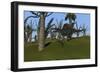 Spinosaurus Hunting in an Open Field-null-Framed Art Print