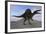 Spinosaurus on Barren Terrain-null-Framed Art Print