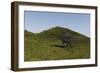 Spinosaurus Walking across a Grassy Field-null-Framed Art Print