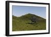 Spinosaurus Walking across a Grassy Field-null-Framed Art Print