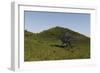 Spinosaurus Walking across a Grassy Field-null-Framed Art Print